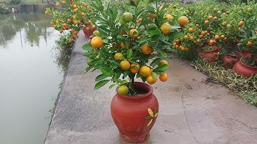 Báo giá sập sàn chỉ từ 100k quất tết 2022