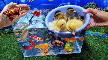 Bể cá cảnh dễ nuôi đầy màu sắc với cá lia thia, cá betta, cá bảy màu, cá vàng, tôm, ba ba, vịt