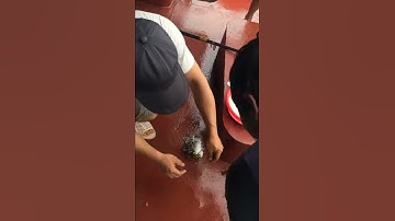 Câu cá nâu tại cảng Sơn Dương