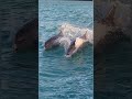 Sunset Dolphins // Florida keys