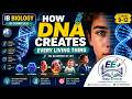 🧬 How DNA Creates Every Living Thing | IB Biology Explained 🌍