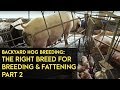 Backyard Hog Breeding: Using the right breeds for breeding, fattening | Agribusiness B-MEG Episode7B