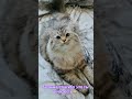 Бусинка наше спокойствие 🥰 #любовь #catlife #нежность #безкотаижизньнета