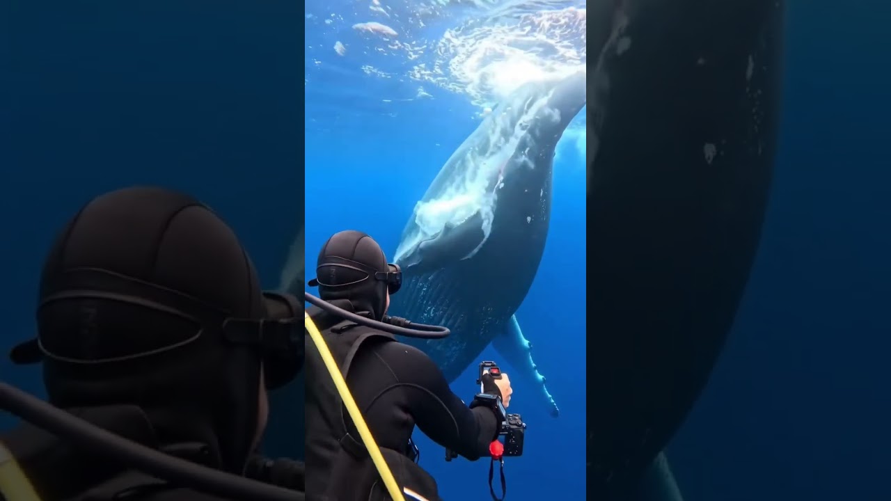 #fypシ #ocean #oceanlife #wildlife #nature #marinelife #oceanvibes #sealife #earthwonderful 🐋💙