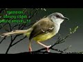 Suara Masteran Dan Pikat Burung Ciblek Paling Jitu Mp3 - Mp4 Download