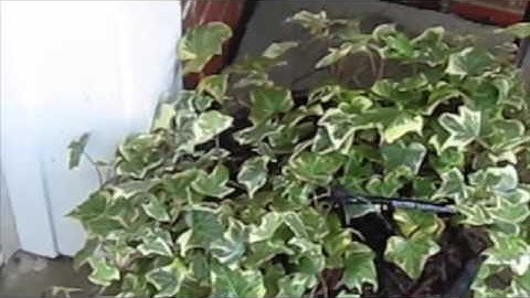 MGV-Drip Irrigation for Containers