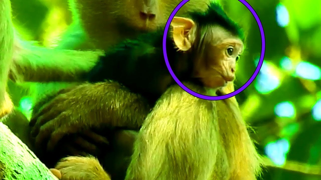 Finally, Jade Got Back Poor Baby Julina After Pigtail Monkey Kidnapped Long Time On Tree