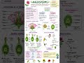 Plant Kingdom Notes for NEET & Class 11 Biology
