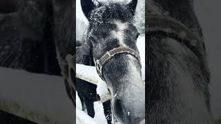 Tää Poni On Mulle Rakas Aina Vaik En Nää Sitä Enää Koskaan