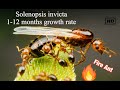 Solenopsis invicta - Fire Ants- 1 Years rapid growth!