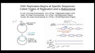 BIO204 DNA Replication