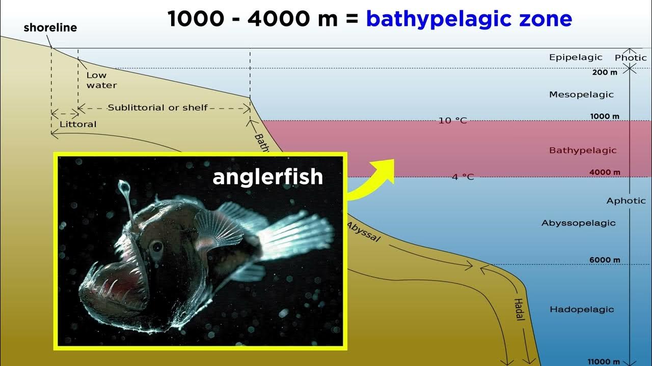 What Are The 7 Layers Of The Ocean