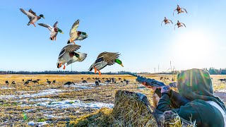 BIG MALLARD RAINOUTS! FIELD DUCK HUNTING!