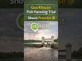 Goa Khazan Fish Farming Trial Shows Promise
