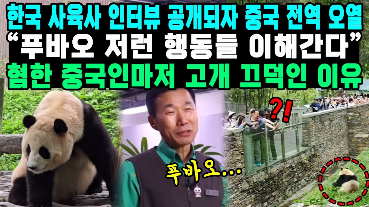 한국 사육사 인터뷰 공개되자 중국 전역 오열 “푸바오 저런 행동들 이해간다” 혐한 중국인마저 고개 끄덕인 이유