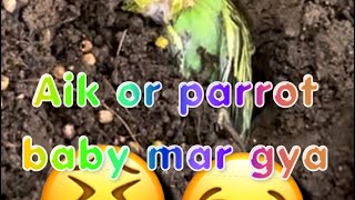 Parrot baby mar gya😢