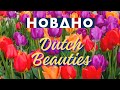 Most beautiful SPRING flowers by HOBAHO Lisse 2024