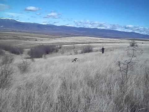 ნადირობა პოინტერებით ხოხობზე 4