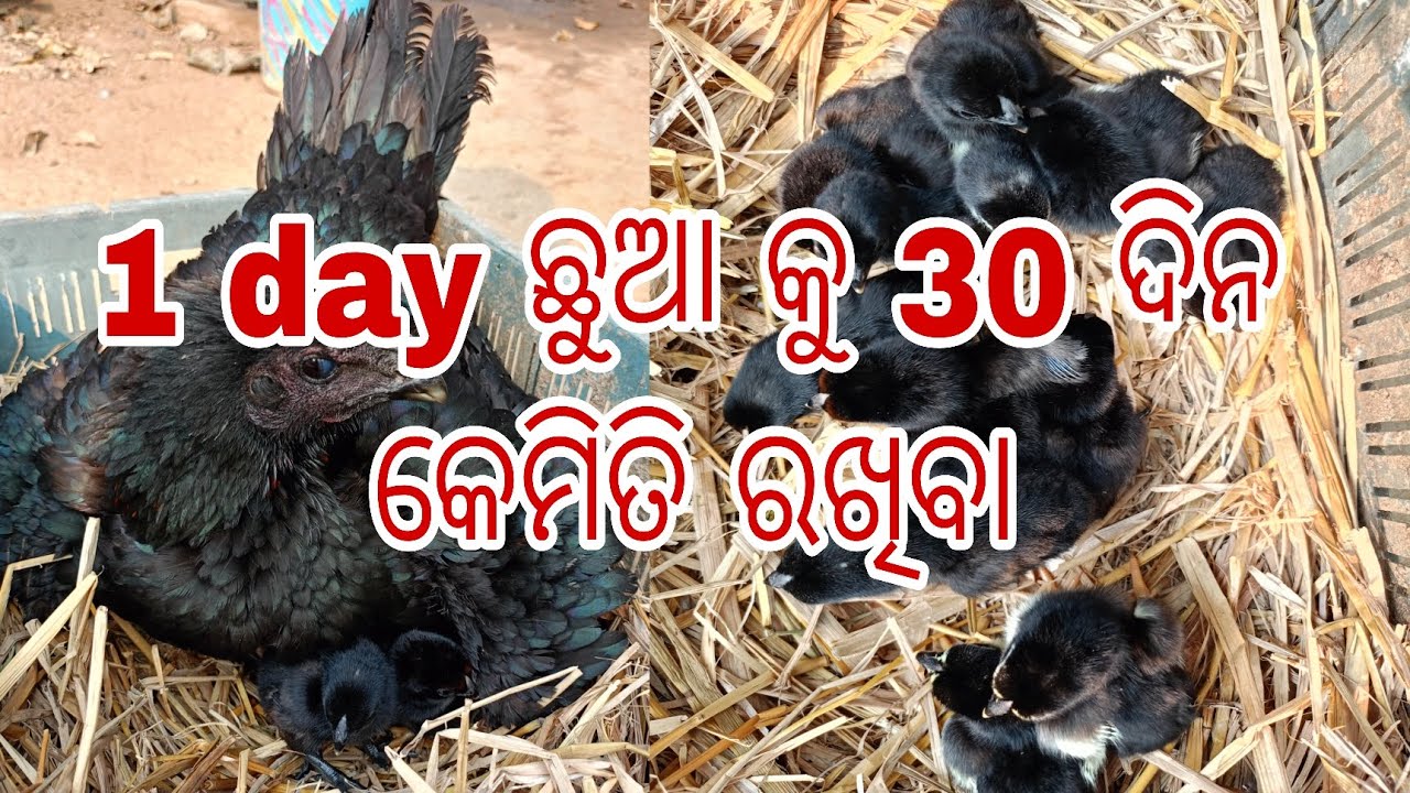 କେମିତି ରଖିବା ଆସ ଦେଖି ବା#youtube #vlog 