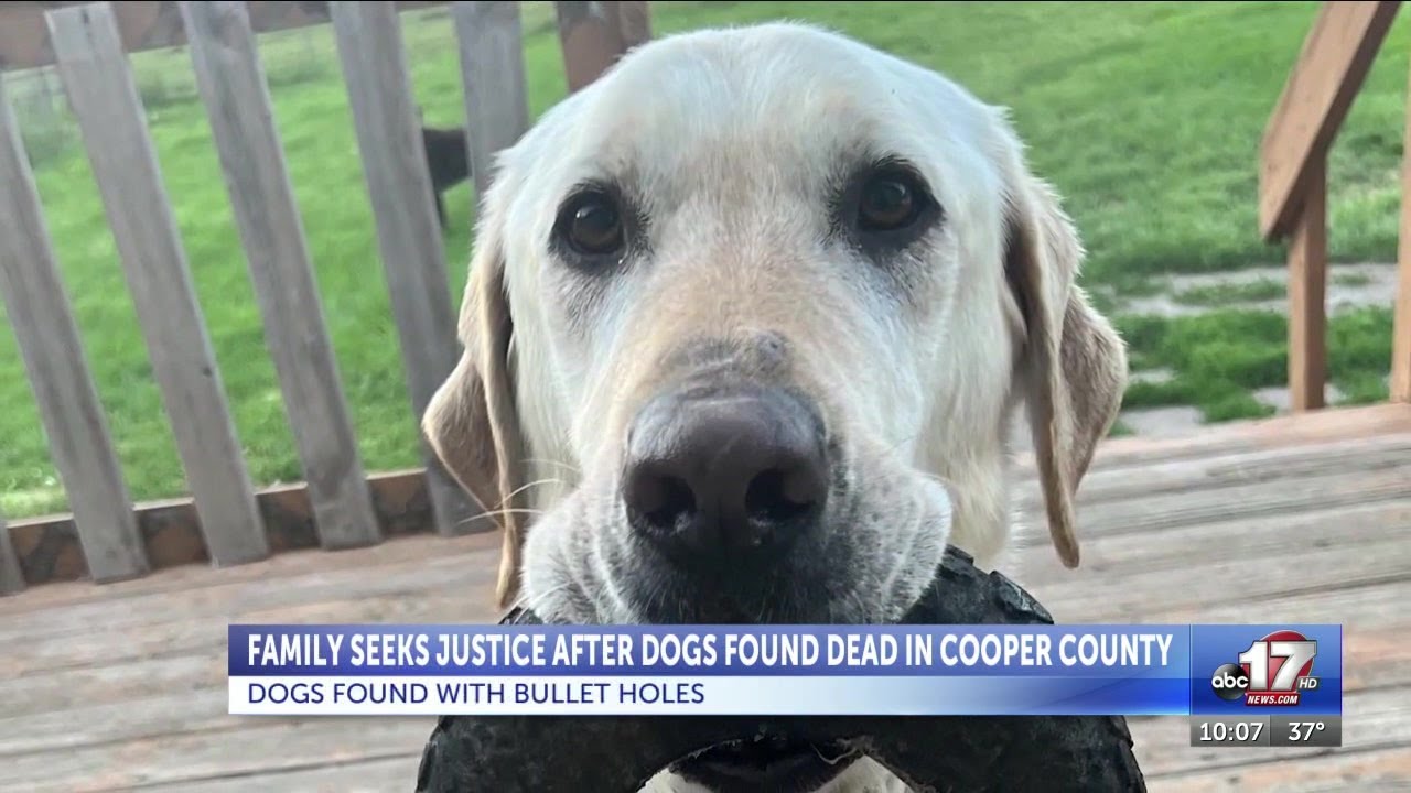 Family seeks justice after dogs found dead in Cooper County - YouTube