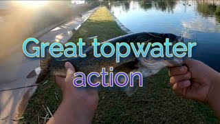 Nice fish at Terra Verde pond in Phoenix arizona on whopper ploppers