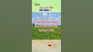 Công thức bón phân đón đòng? Thời gian nuôi đòng cho lúa? #short #kythuatcanhtaclua