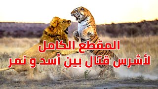 تصوير حقيقي نادر النمر يتحدي الأسد في عرينه و نهاية غير متوقعة HD