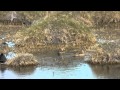 Patos Argentinos con Torcaza