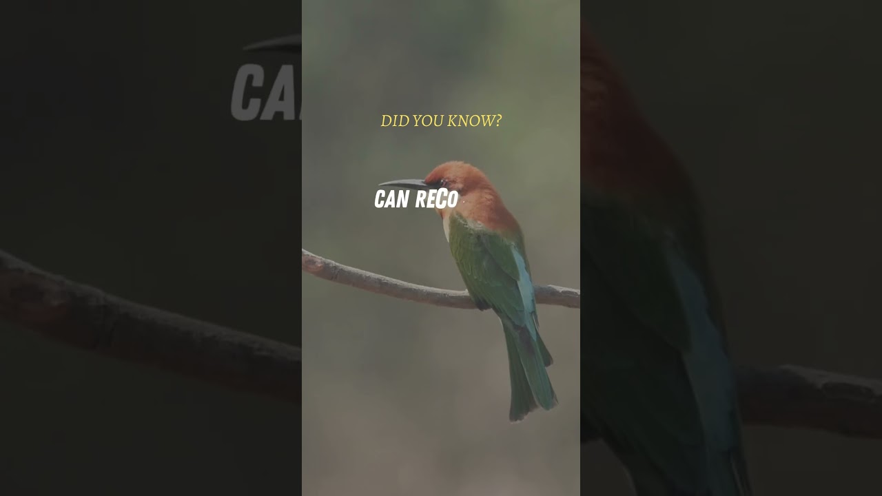 Avian Wonders Unveiled: Fascinating Facts About Birds