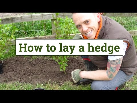 Vídeo: Hedge Cotoneaster Plant Info - Cultiu de plantes de Hedge Cotoneaster