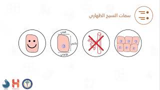 مقدمة في النسيج الظهاري || Introduction to Epithelial tissue