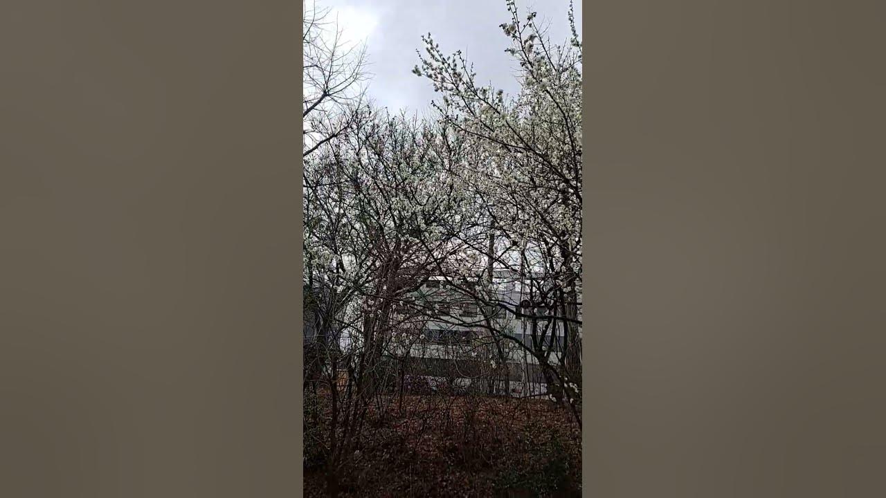 apricot flower | 청매화