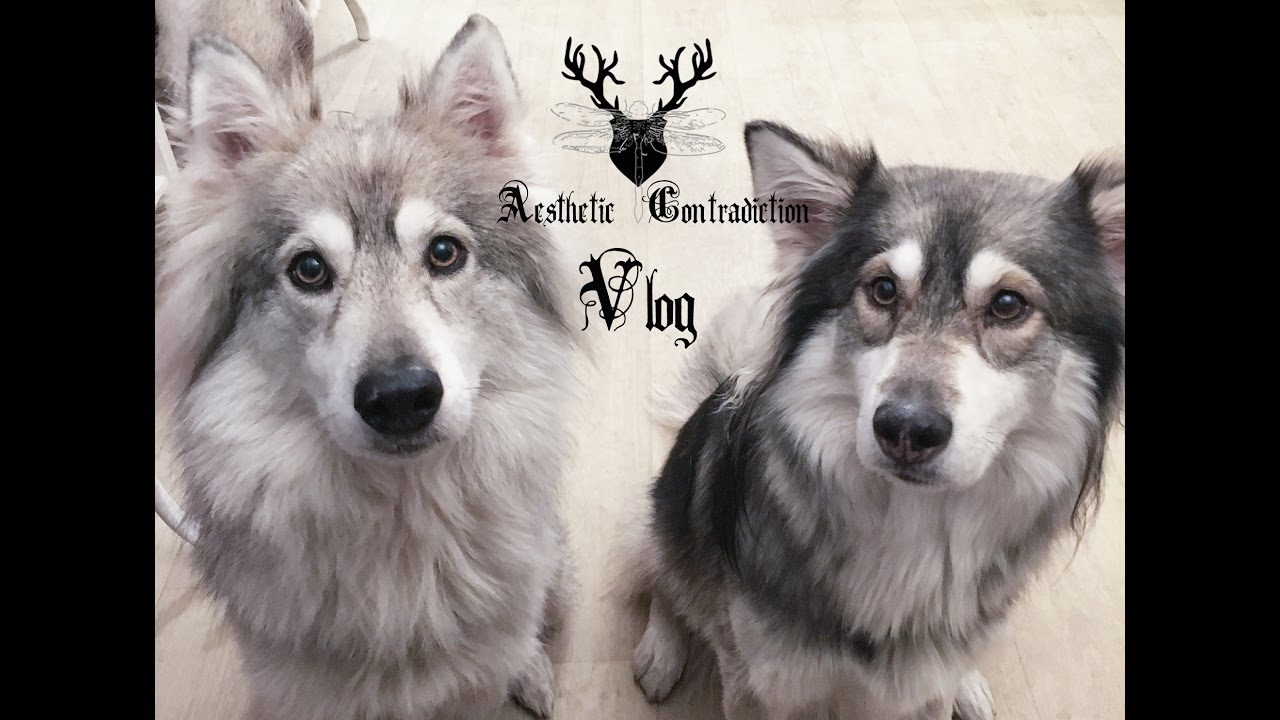 Dog walk and bath bombs 29th Nov. vlog