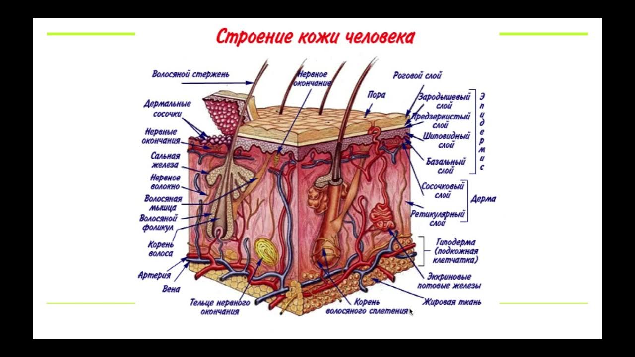 Какие функции выполняет образование кожи