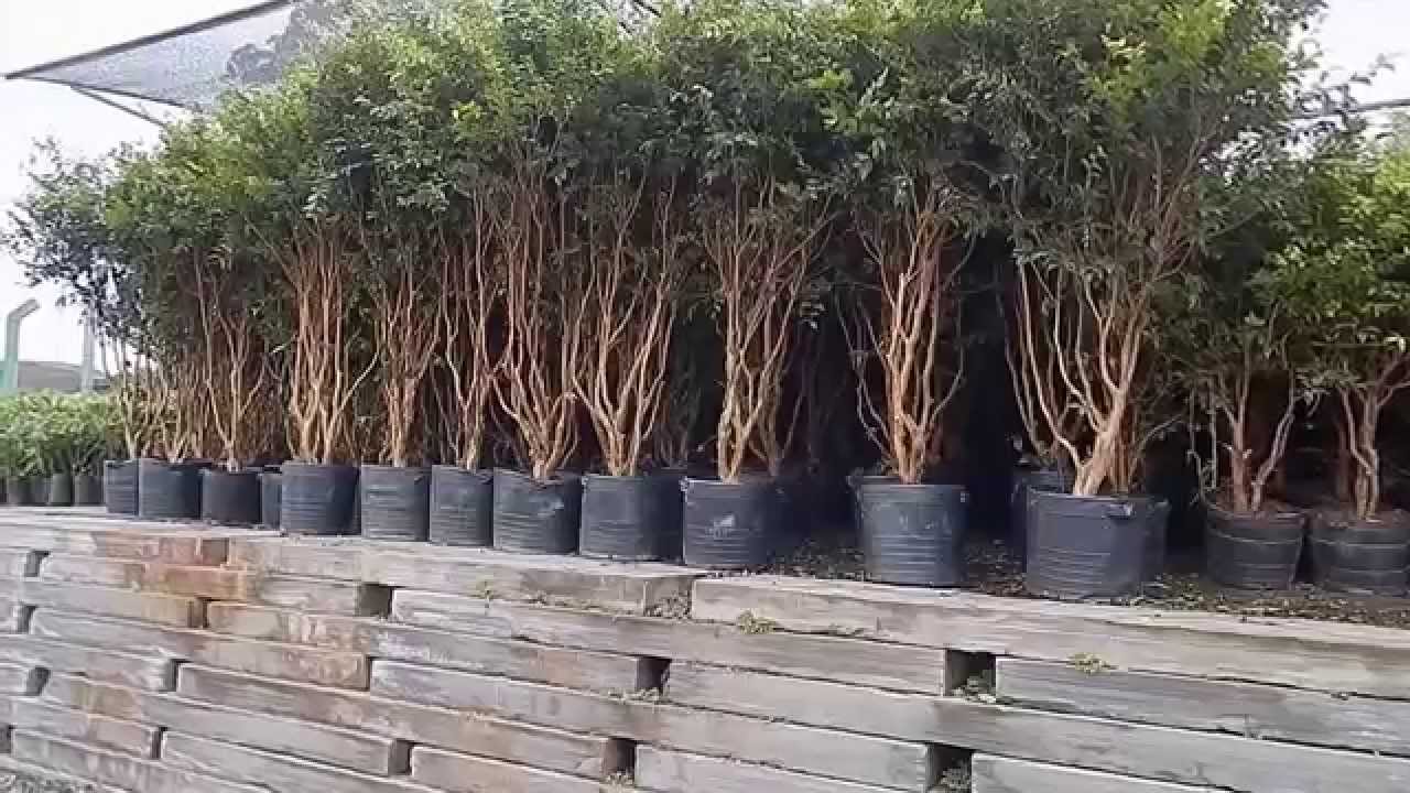 Mondini Plantas: Como cultivar Jabuticaba