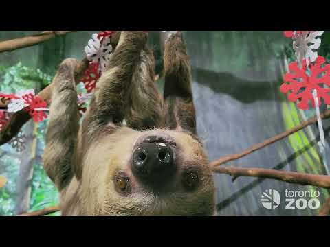 Merry Christmas and Happy Holidays from your Toronto Zoo! 🎄