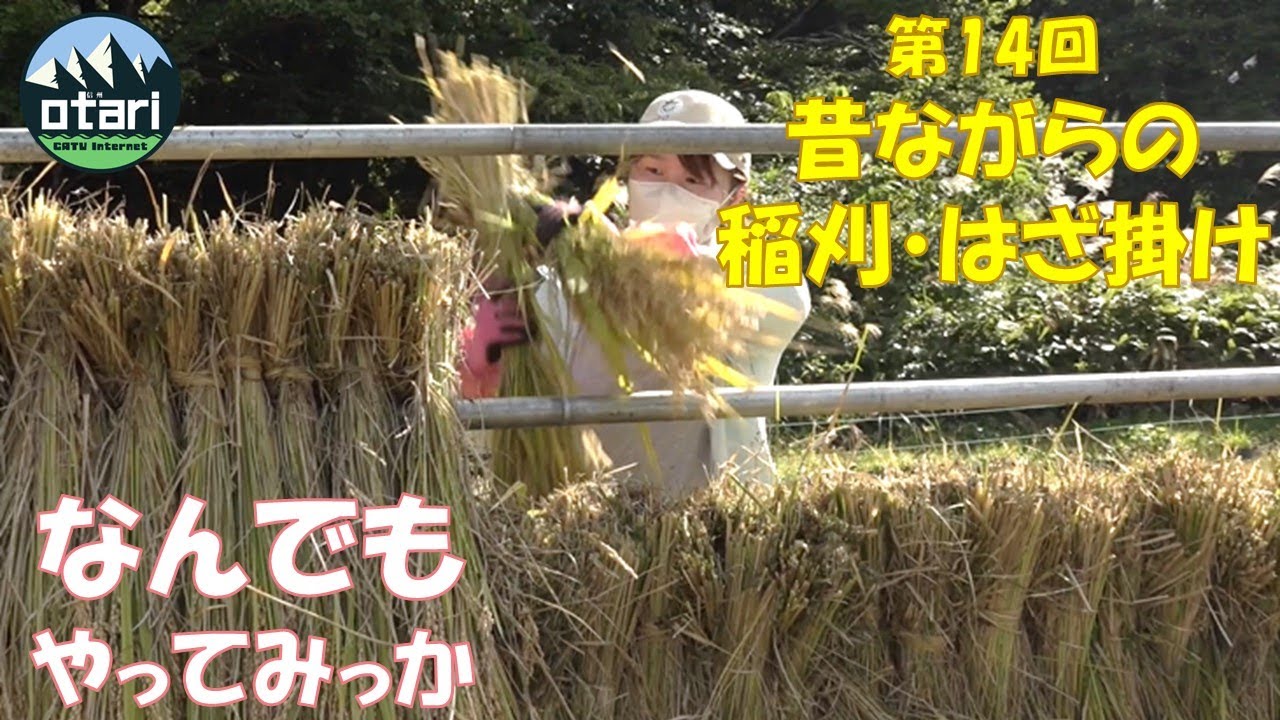 昔懐かし稲刈＆はざ掛け（はぜ掛け）｜〇〇のなんでもやってみっか！第14回