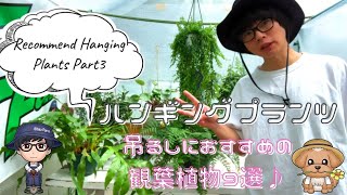 【ハンギングプランツ】吊るしにおすすめの観葉植物9選♪