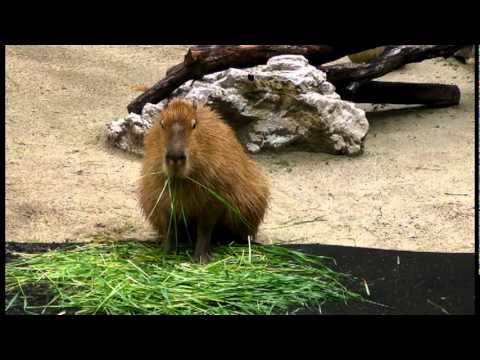 camera iphone 8 plus apk 雨の日、カピバラ