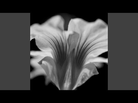 Guarda Downstream su YouTube Guarda Downstream su YouTube