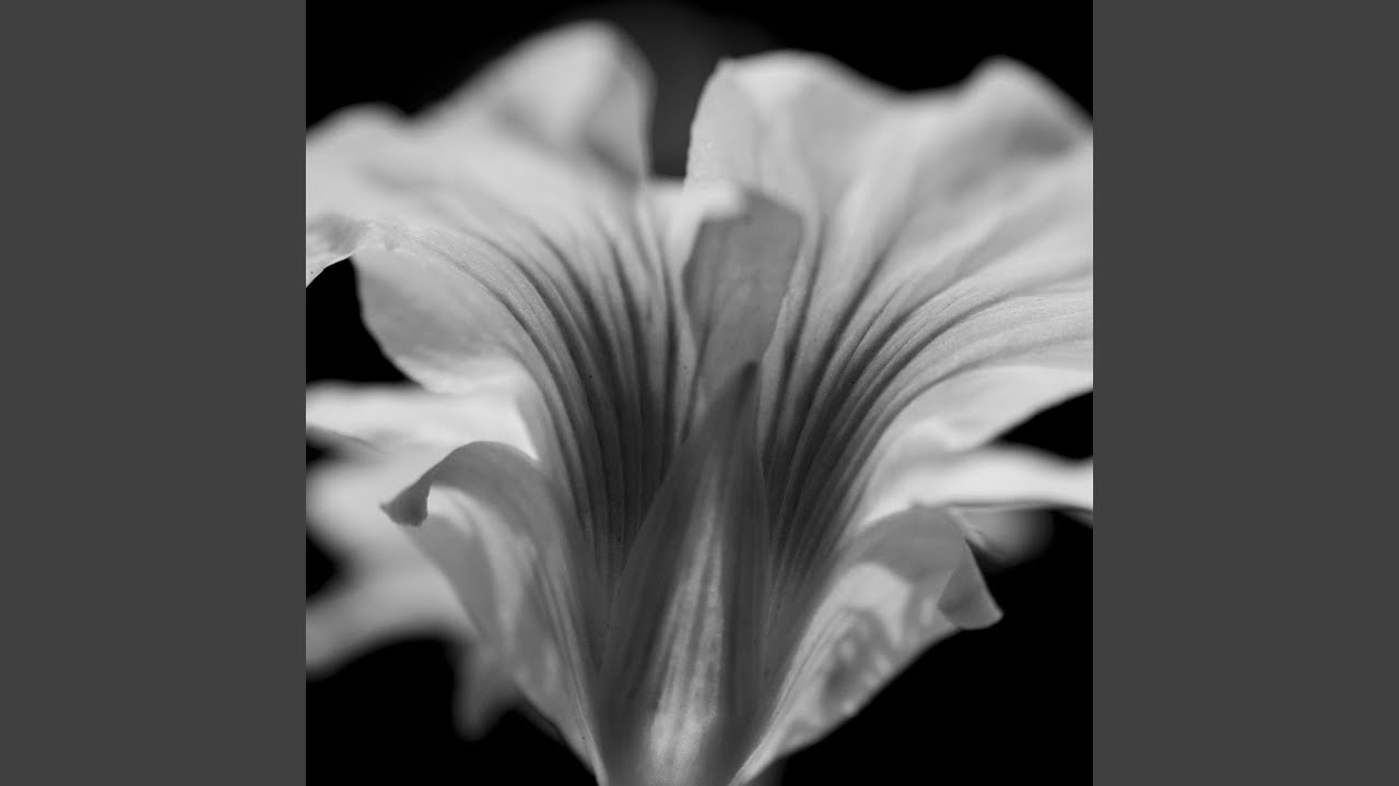 Mira Downstream en YouTube Mira Downstream en YouTube