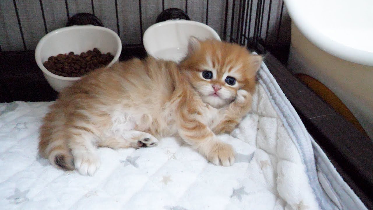 Милый котенок хотел вернуться в свою клетку и отдохнуть, но попался своему старшему брату, коту...