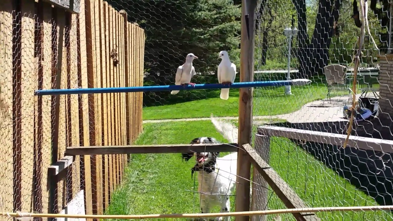 Ringneck Doves In Outdoor Aviary YouTube