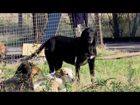 უპატრონო ძაღლების გაზრდილი რაოდენობა და თავშესაფრისთვის შემცირებული თანხა