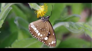 The Sonny Downs Quartet - Botanical Excursion
