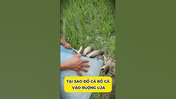TẠI SAO ĐỔ CẢ RỔ CÁ VÀO RUỘNG LÚA