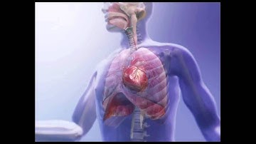 Respiratory Physiology 2