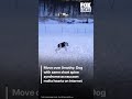 Move over Jimothy: Dog with same short spine syndrome as raccoon melts hearts on internet