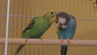 Cute birbs. Budgies only have only known each other for 5 days and are already best friends.