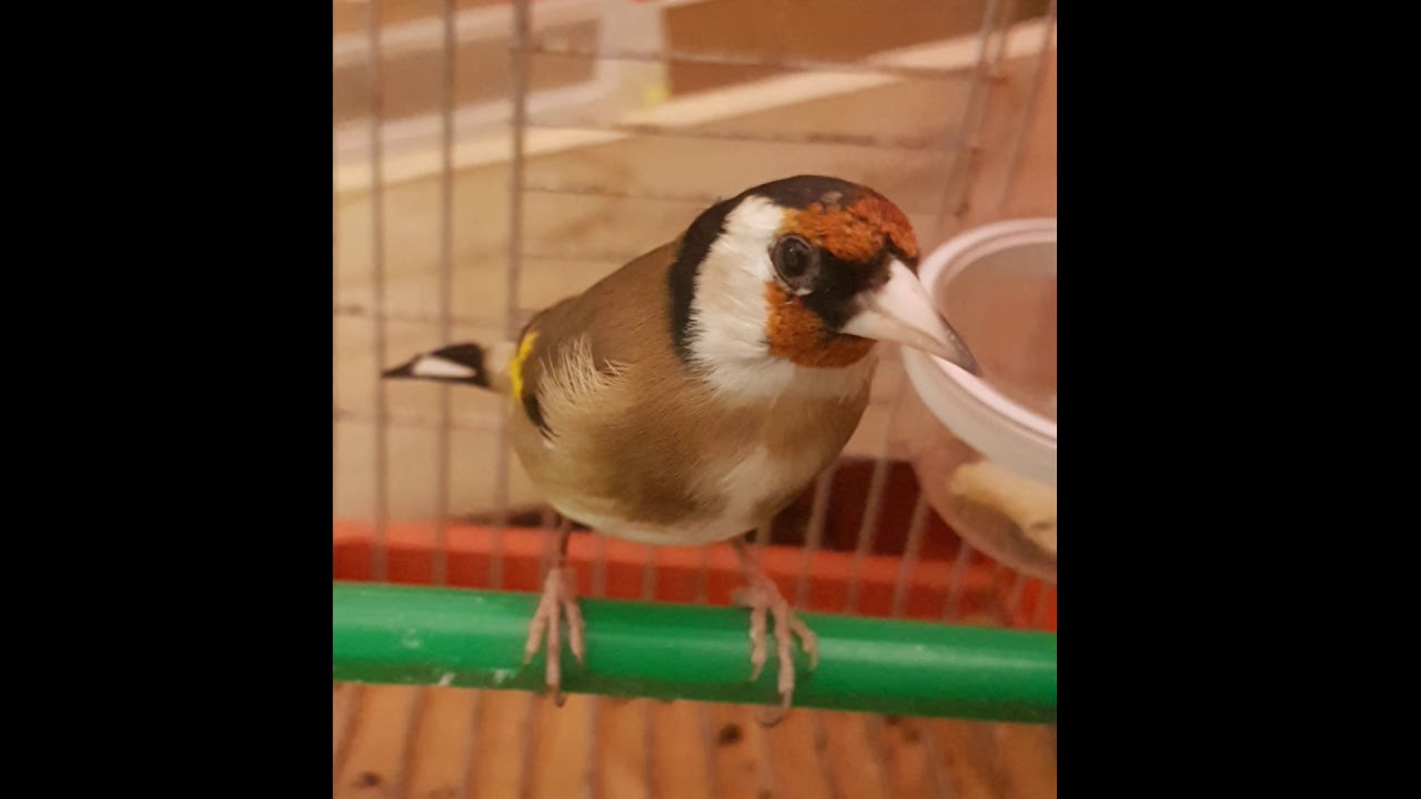 طرقة تونسية 100%خالية من الاخطاء للتسميع... torka tunisienne 100% pour l'ecolage